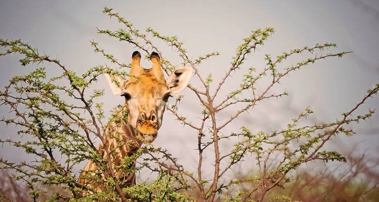 Giraffe behind an acacia tree.