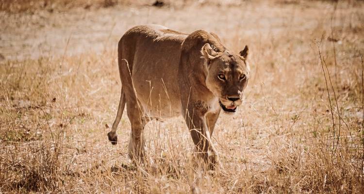 A lioness walking in a grassy area.
