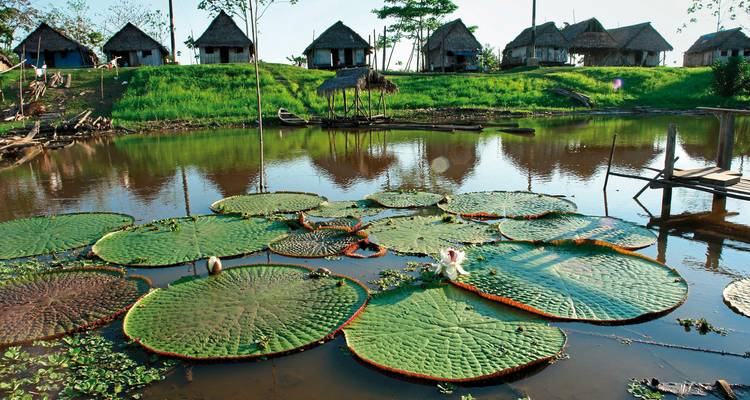 Große Seerosen in einem Teich mit Hütten und Bäumen im Hintergrund.