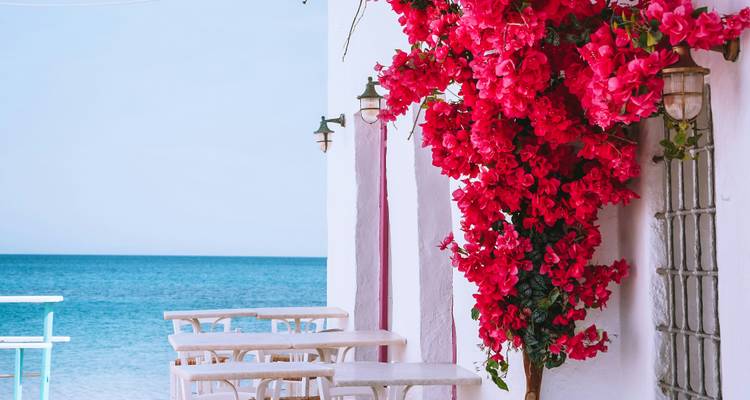 Terrasse en bord de mer avec des tables blanches à côté de fleurs rose vif surplombant une eau turquoise calme.