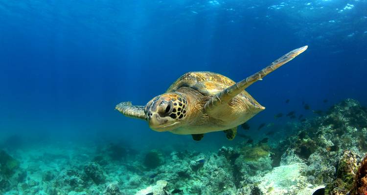 Eine Meeresschildkröte, die unter Wasser schwimmt, mit Fischen im Hintergrund.