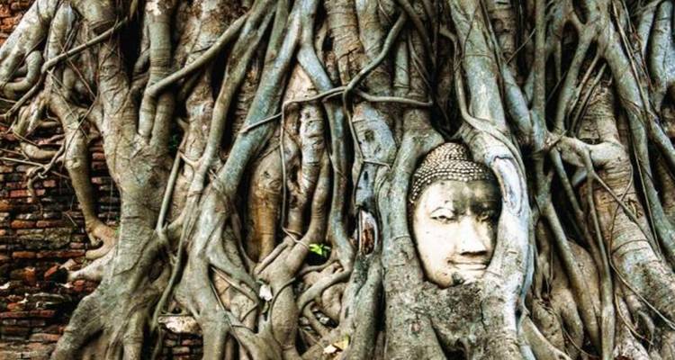 Ein Buddhakopf, der von den Wurzeln eines großen Baumes umschlungen ist.