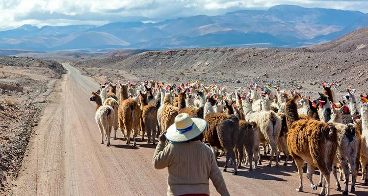 Shepherd guides large herd of llamas along dusty mountain road
