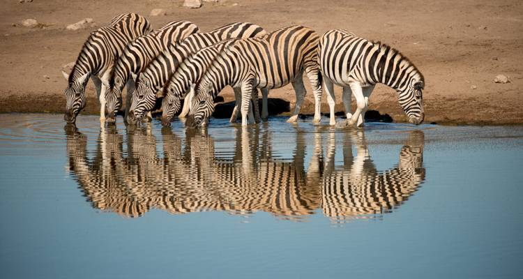 Une rangée de zèbres s'abreuve à un point d'eau, créant des reflets parfaits dans le paysage aride d'Etosha.