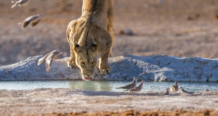 Une lionne s'étire pour boire dans une petite mare tandis que des colombes voltigent à proximité dans la savane.