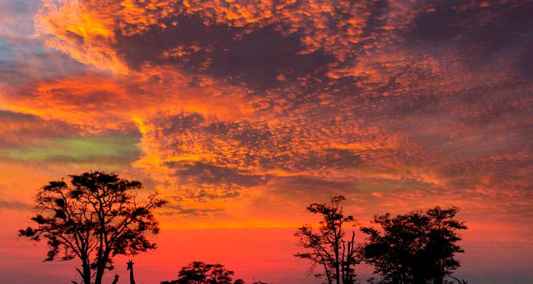 Coucher de soleil flamboyant avec des arbres en silhouette et des textures de nuages dramatiques au-dessus de la brousse africaine.