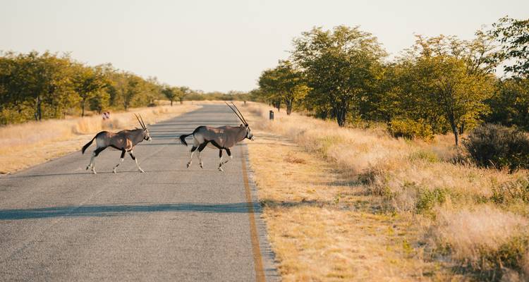 Dos antílopes órix trotando por una carretera pavimentada del parque rodeada de pasto seco y arbustos.