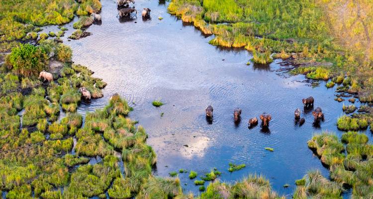 Panorama aéreo de hipopótamos de pie en un sinuoso canal de río rodeados de exuberante vegetación de pantano verde.