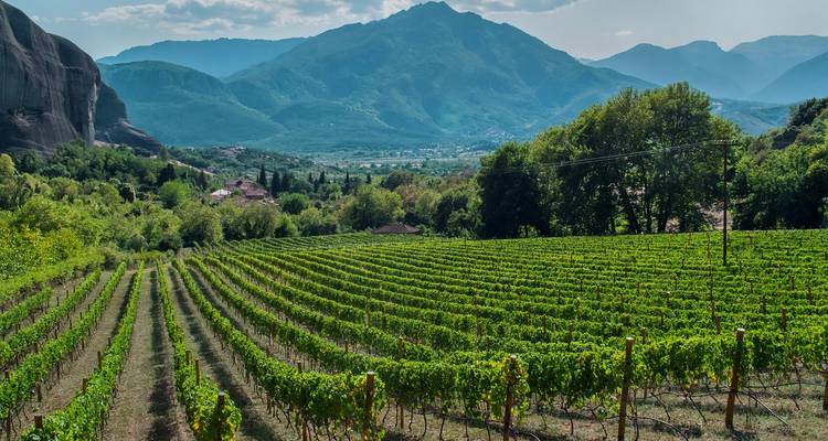 Des rangées de vignobles verdoyants s'étendant vers des montagnes boisées sous un ciel bleu brumeux.