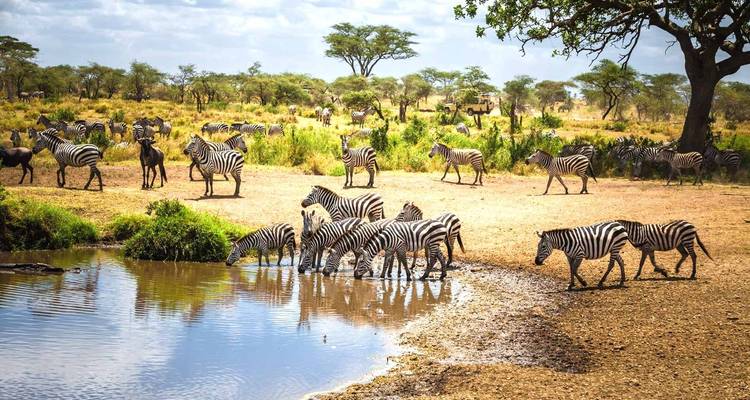 Zebra's die drinken bij een waterplaats in een savannelandschap.