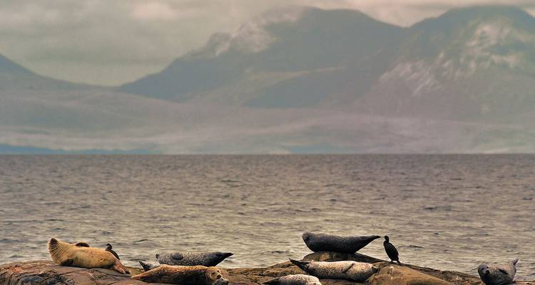 Groupe de phoques se reposant sur un rivage rocheux avec des montagnes brumeuses de l'autre côté de l'eau