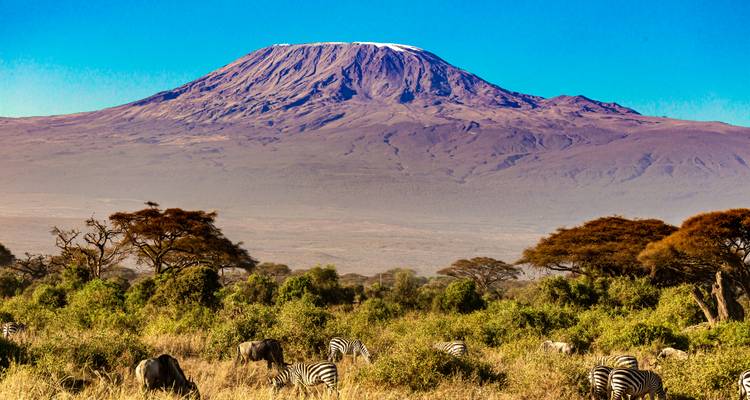 Snow-capped Mount Kilimanjaro towers over acacia trees and grazing zebras on an African savannah.