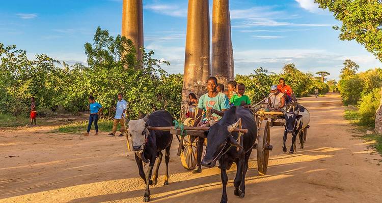 Gruppe von Menschen und Viehkarren unter den berühmten Baobab-Bäumen.