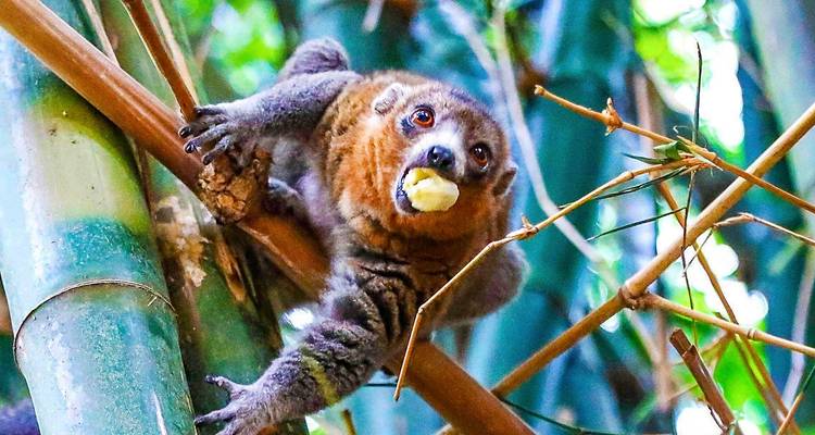 Ein Lemur, der eine Frucht frisst, während er Bambus hochklettert.