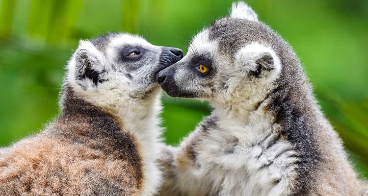 Zwei Lemuren berühren sich liebevoll mit den Nasen.