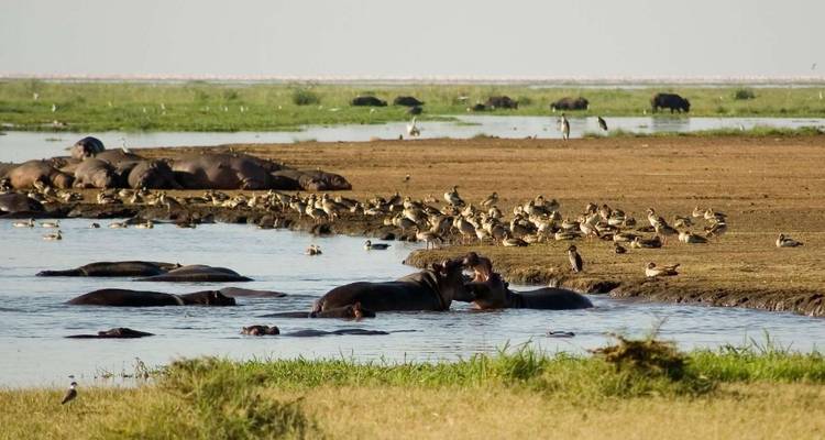 Grupo de hipopótamos en el agua con pájaros descansando cerca.