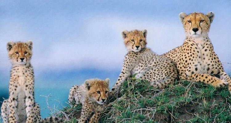 Familia de guepardos descansando en una colina cubierta de hierba.