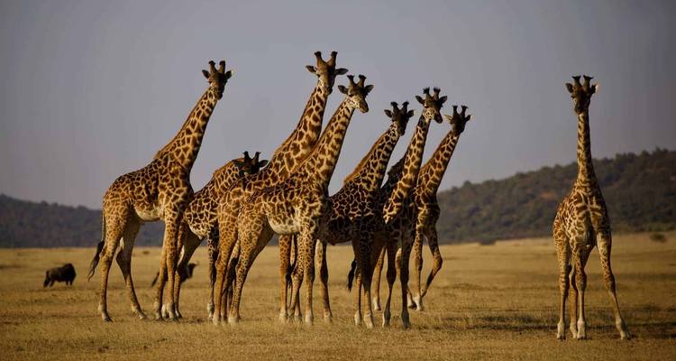 Grupo de jirafas en un campo abierto con un horizonte distante.