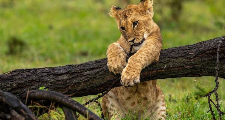 Cachorro de león jugando con un tronco sobre la hierba.