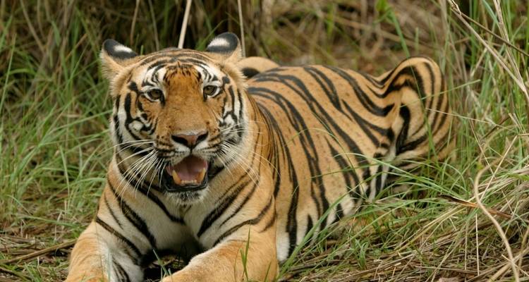 Ein Tiger, der im Gras liegt und direkt in die Kamera blickt.