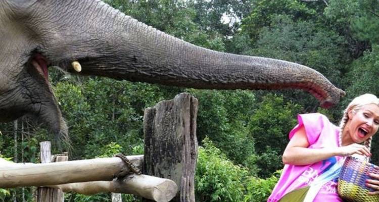 Elefant spielt verspielt mit Touristen in einem bewaldeten Gebiet.