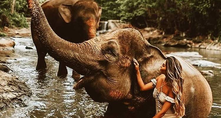 Person, die mit Elefanten in einem seichten Fluss in einer Waldumgebung sitzt.