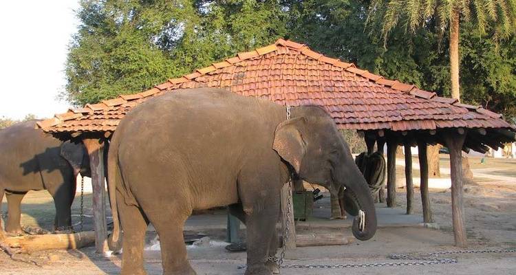 Elefantes parados frente a un refugio rústico.