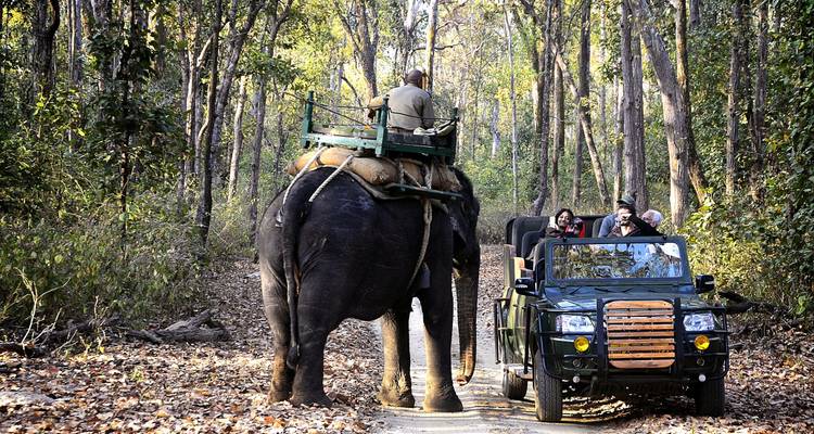 Un elefante y turistas en un vehículo de safari en un bosque.