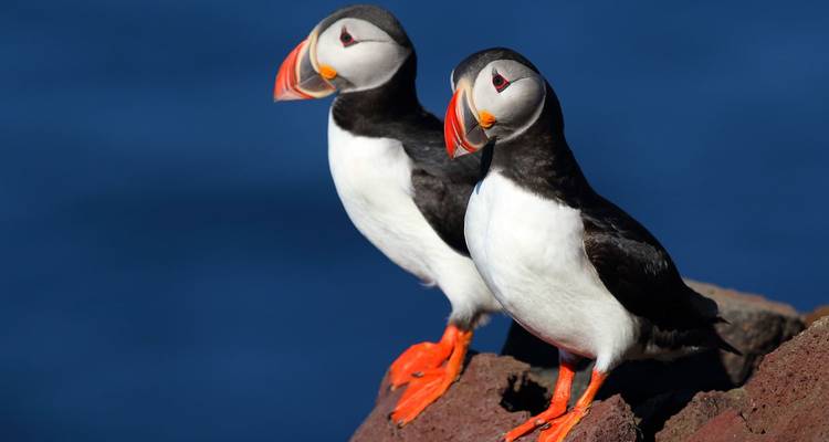 Twee Atlantische papegaaiduikers met levendige oranje snavel zittend op een rotsachtige klif tegen een diepblauwe zee.