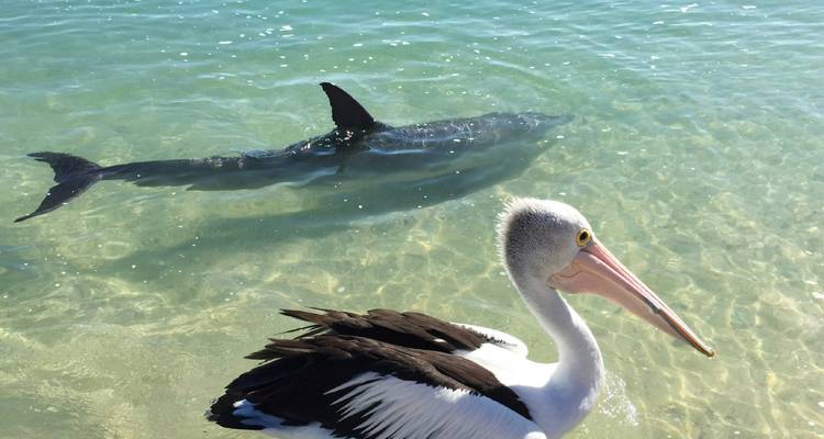 Océan avec rivage rocheux et vagues qui se brisent.