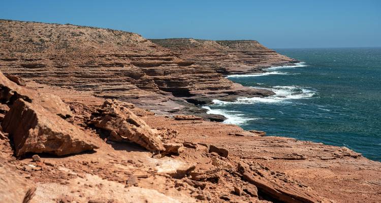 Dauphin nageant dans une eau claire avec un pélican à proximité.