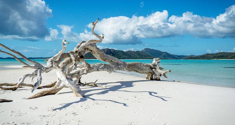Árbol de madera flotante blanqueada en arena blanca impoluta junto a aguas turquesas poco profundas y colinas distantes