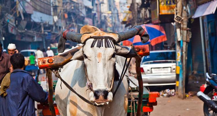 Eine Kuh, die einen Wagen in einer belebten, bunten Straßenszene zieht.