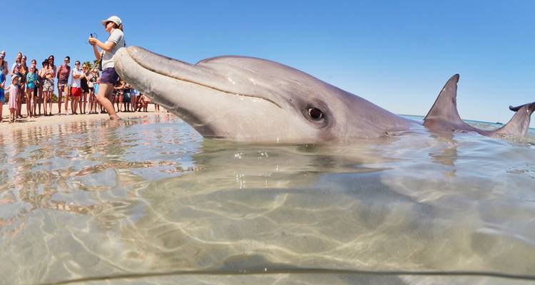 Dauphin joueur à la surface de l'eau interagissant avec des visiteurs se tenant sur une plage de sable sous un ciel dégagé.