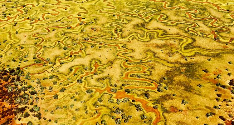 Vue aérienne abstraite de sinueux chenaux de ruisseau ocre serpentant à travers des terres arbustives jaune-vert.