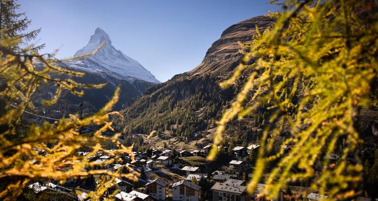 Das ikonische Matterhorn erhebt sich über ein bewaldetes Tal und ein alpines Dorf, das von goldenen Lärchenästen umrahmt wird.