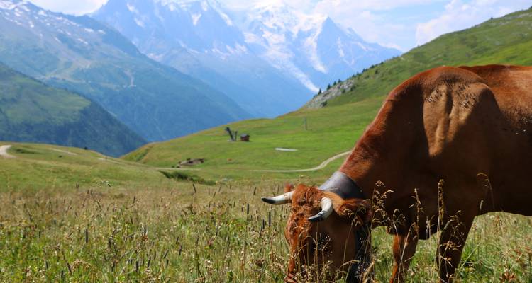 Eine braune Kuh grast in einer Wildblumen-Alpenwiese mit majestätischen schneebedeckten Gipfeln im Hintergrund.