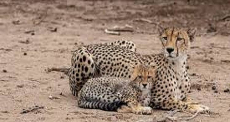 Two cheetahs lying on the ground in a savanna.