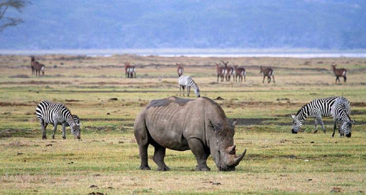Rhino grazing in a savanna with other animals.