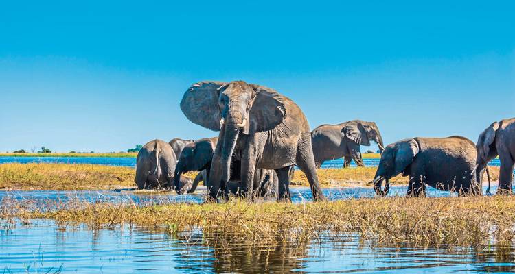 Elephants bathing in a river, with clear blue skies above.