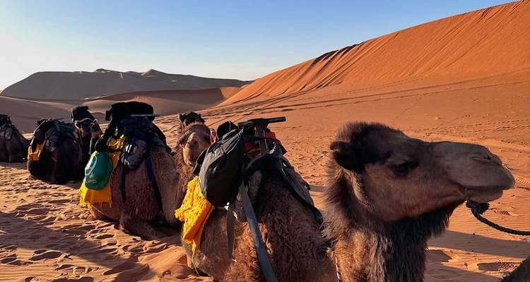 Eine Karawane von Kamelen, die durch die Wüstendünen wandelt.