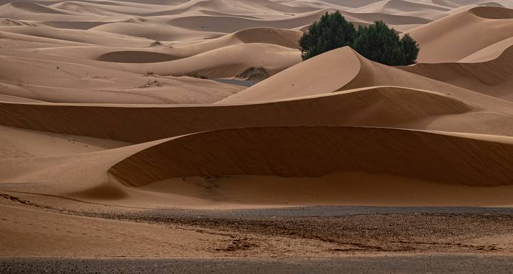 Geschwungene Kurven leerer Sahara-Sanddünen mit einsamer Strauchinsel.