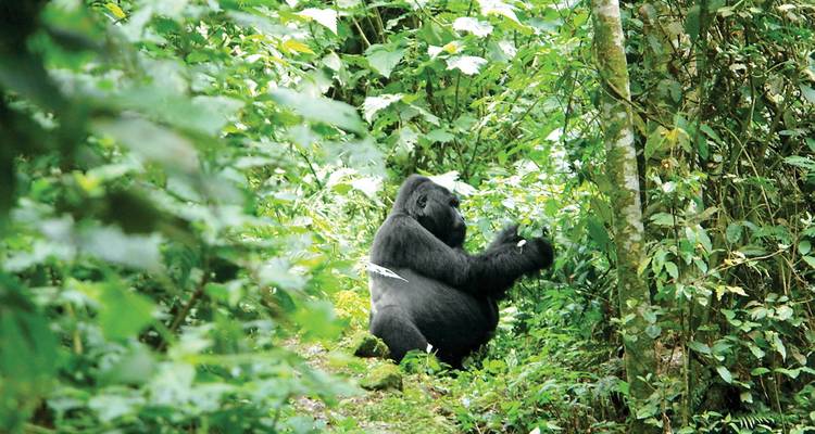 Game Parks & Gorillas 2018-19 (Lake Bunyoyni, Serengeti National Park & Ngorongoro Crater) - Topdeck