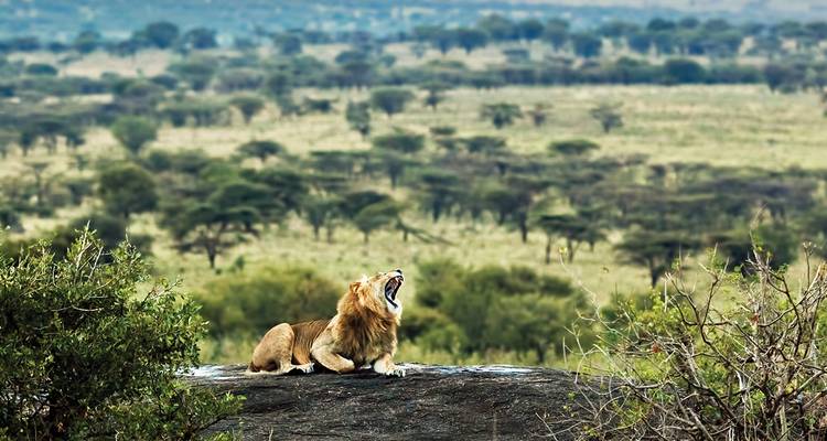 East African Explorer (21 Day) 2018/19 (Kande Beach Malawai, Mikumi National Park Area, Serengeti National Park & Ngorongoro Crater) - Topdeck