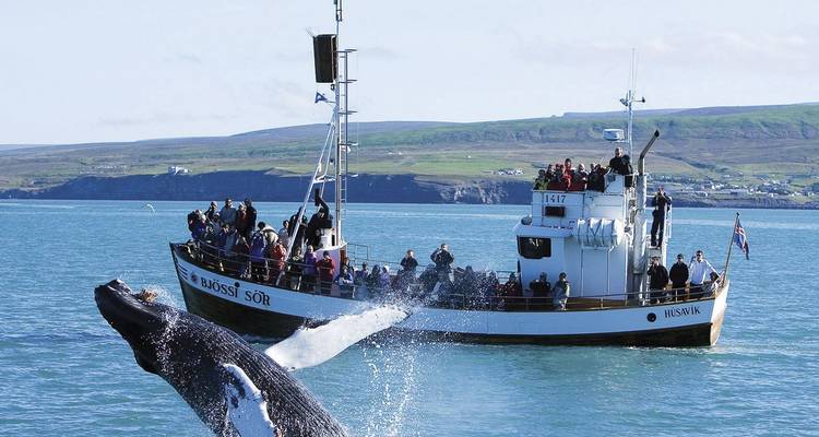 Opgewonden passagiers op een walvisuitkijkboot kijken hoe een bultrug spectaculair uit zee springt.