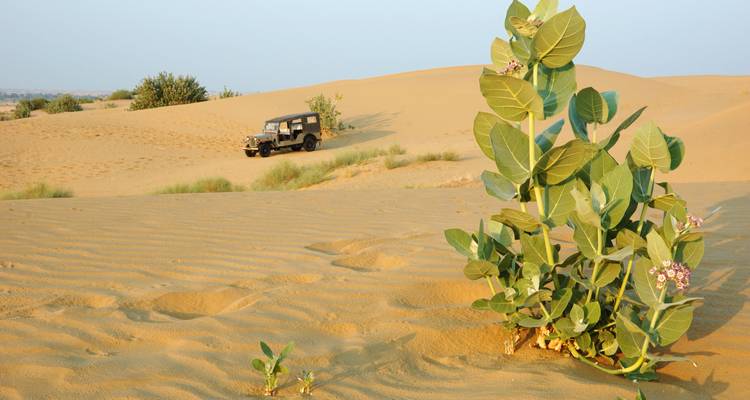 Dunas del árido desierto de Thar con una jeep a lo lejos y un resistente arbusto verde en primer plano.