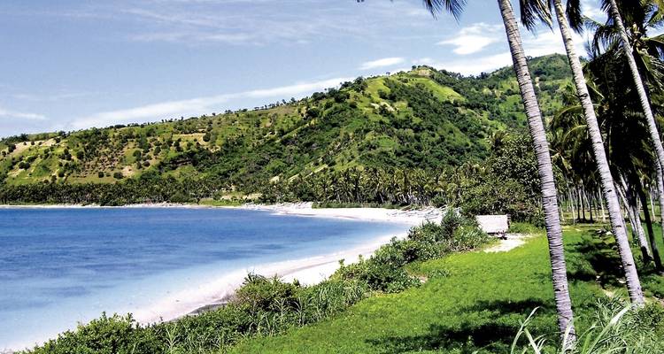 Une plage sereine bordée de palmiers et d'une colline verdoyante luxuriante.