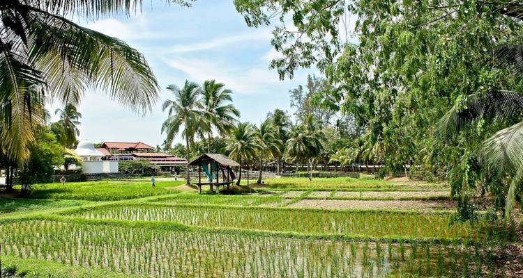 Lush green landscape with rice paddies and tropical trees.