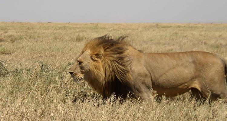 Eenzame leeuw wandelt door een veld.
