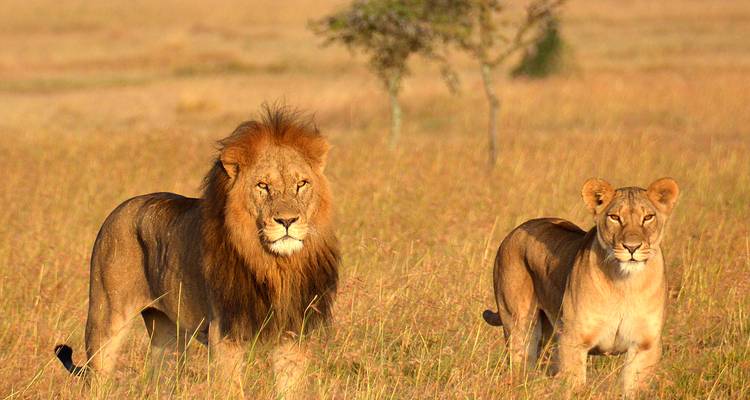 Leeuwen die samen in het gras staan.